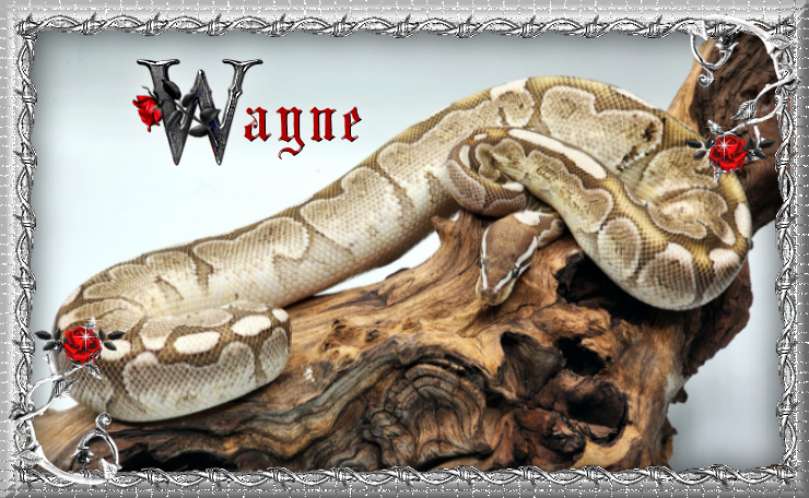 Wayne